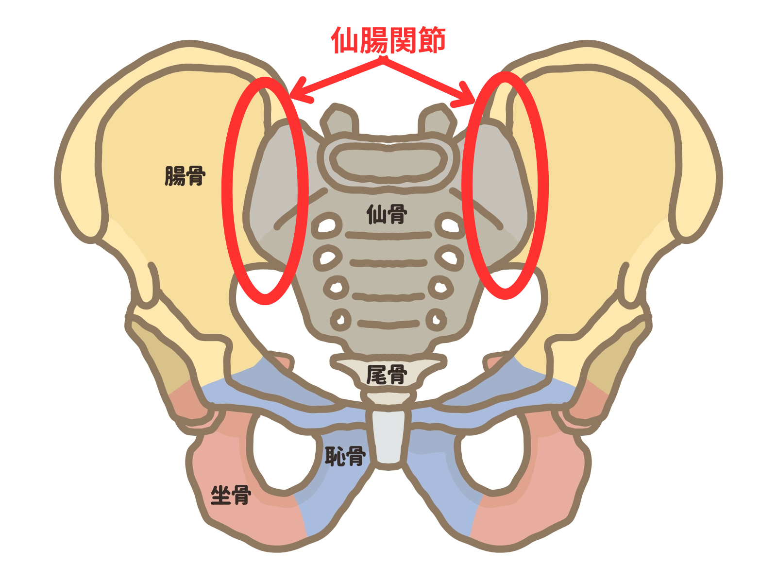 仙腸関節.png