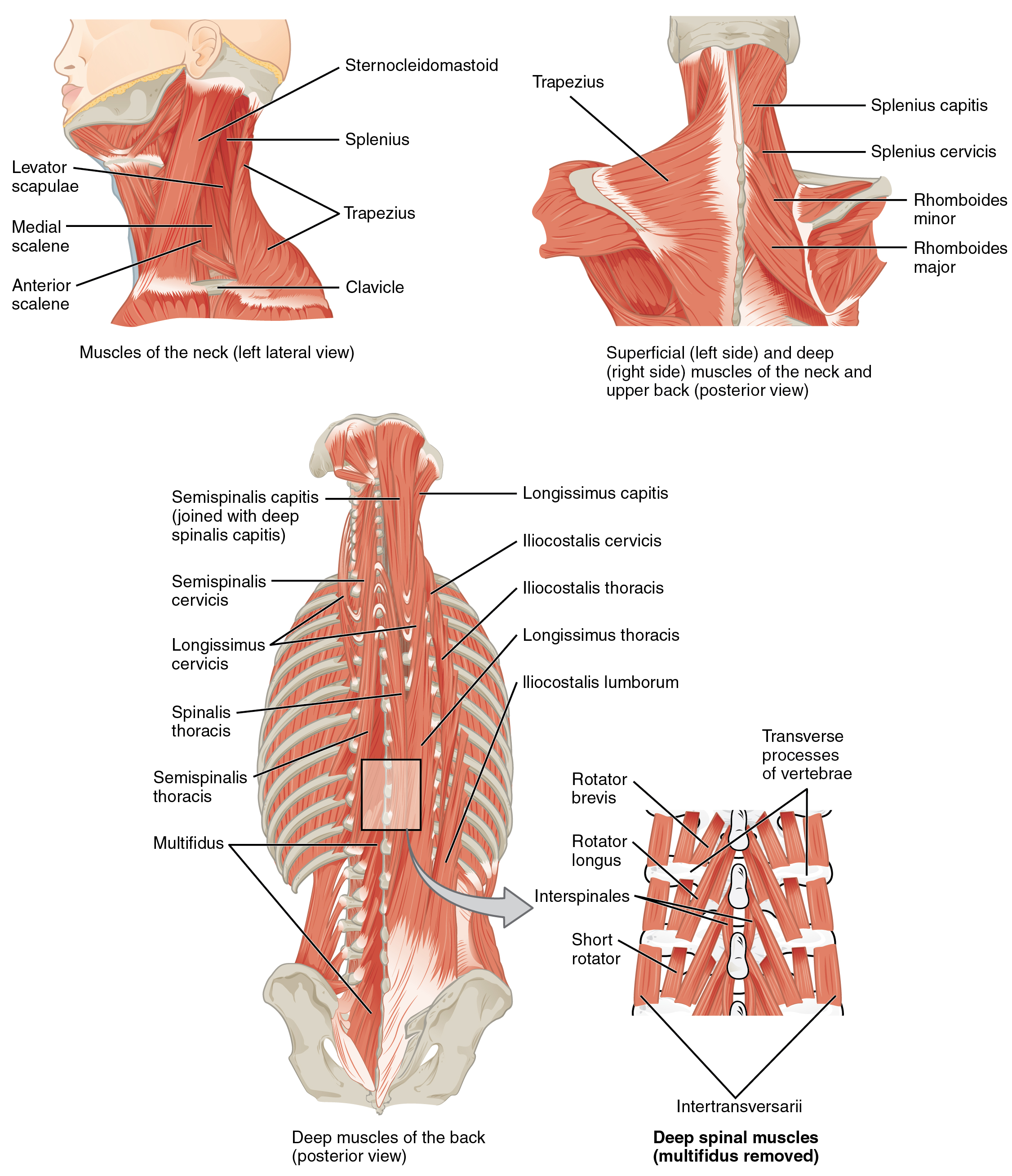 1117_Muscles_of_the_Neck_and_Back.jpg