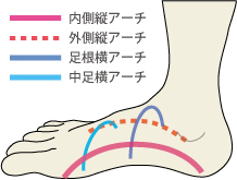 足のアーチの種類