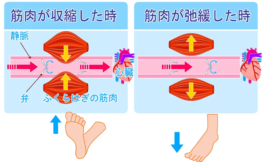 足のポンプ機能