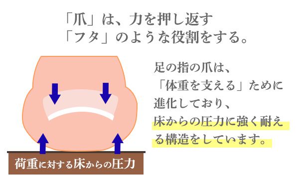爪は、フタのような役割をする。