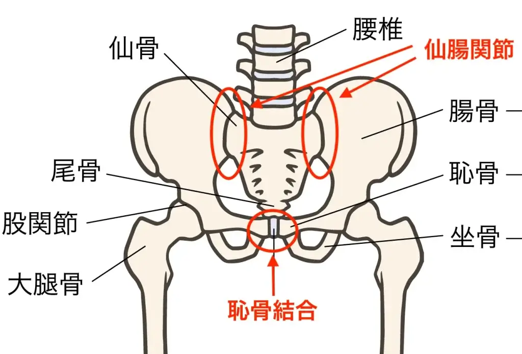 骨盤のイメージ図