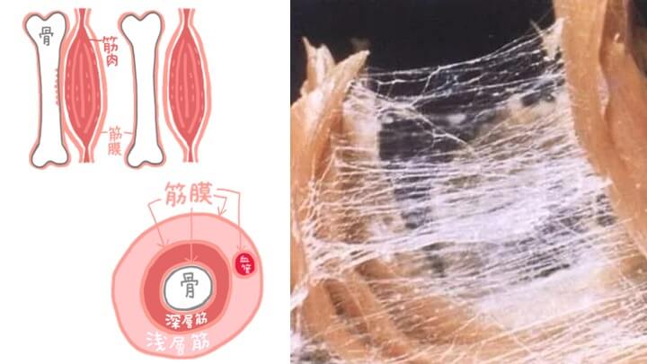 筋膜