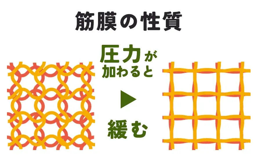筋膜の性質、圧力を加えると緩む