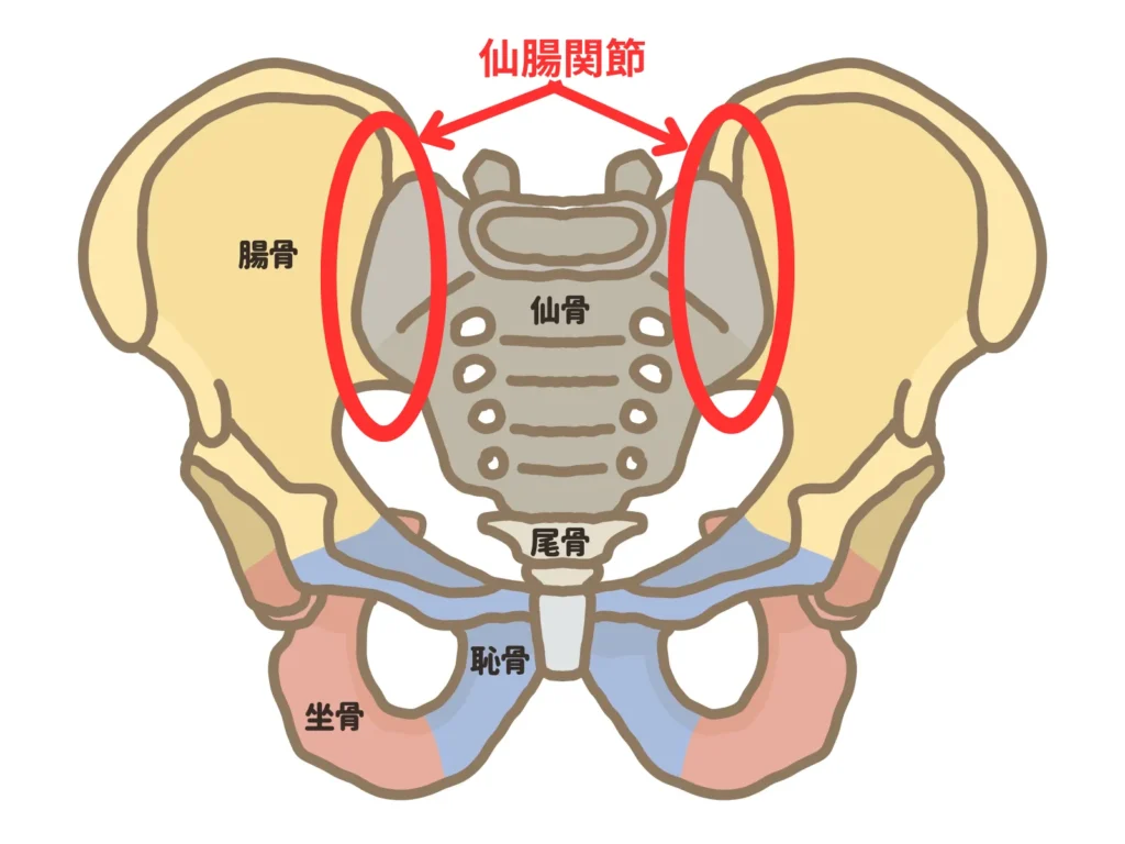 仙腸関節