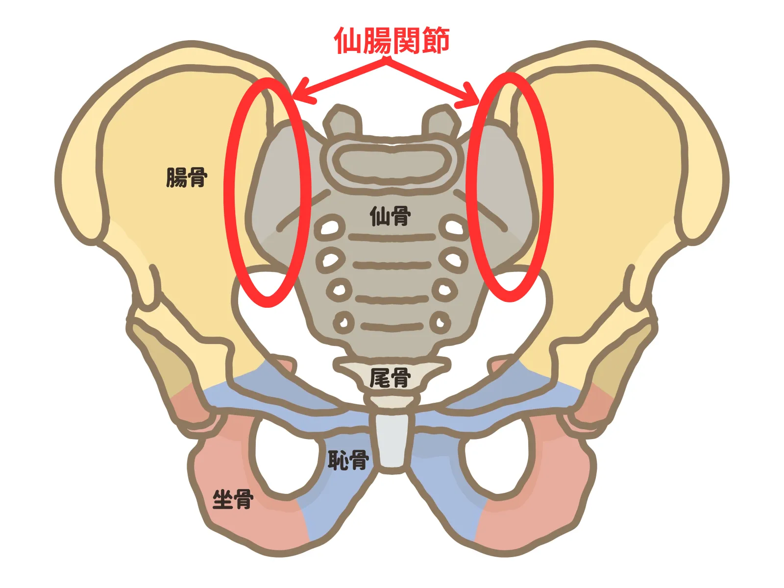 仙腸関節